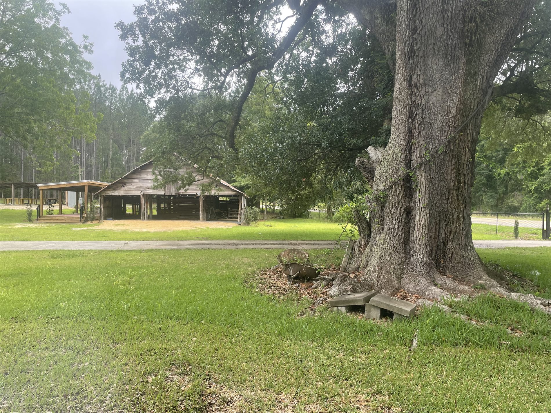 Historic barn with large heritage tree photo backdrop in South Alabama