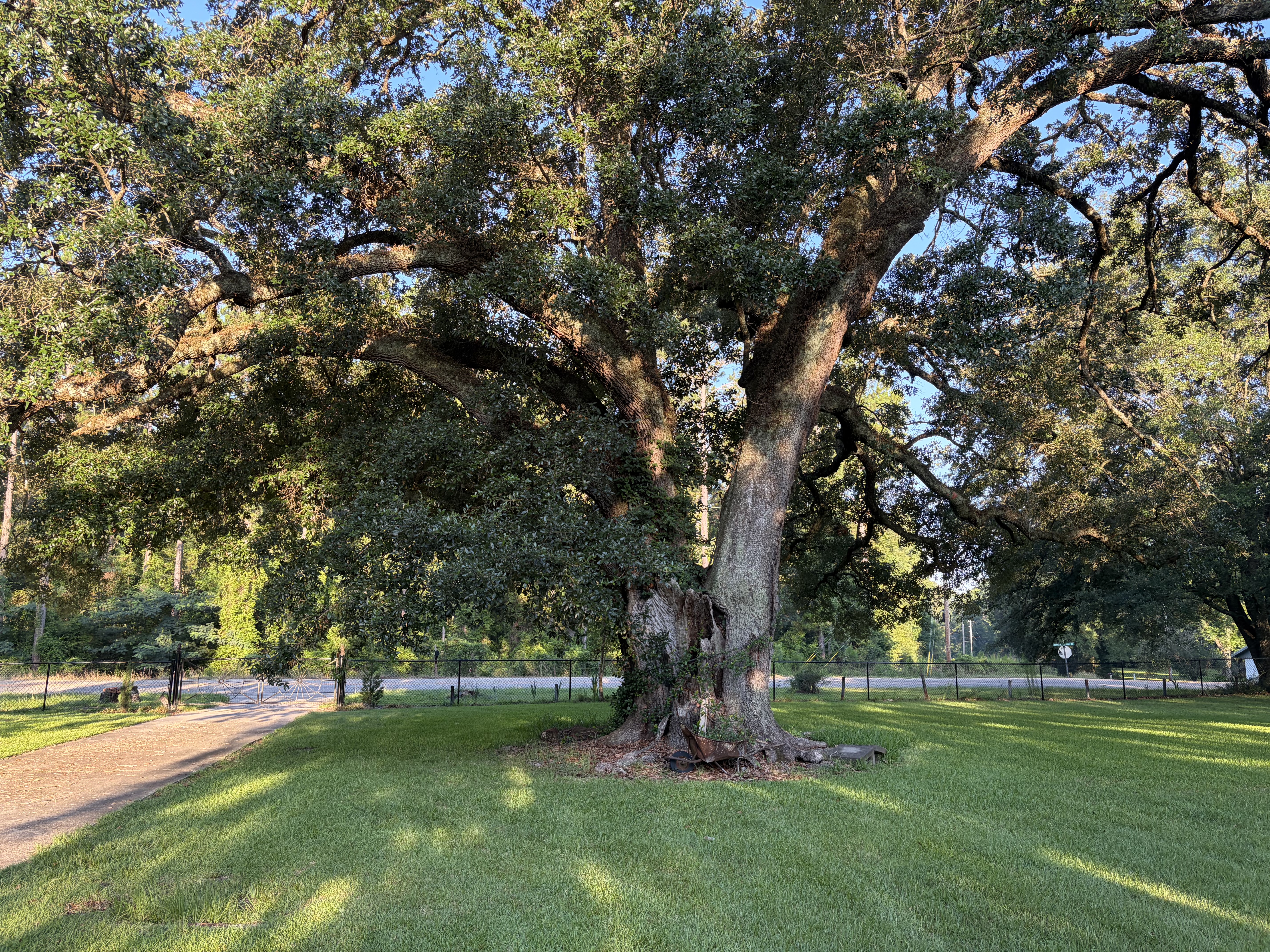 Heritage tree and open lawn for outdoor wedding photos