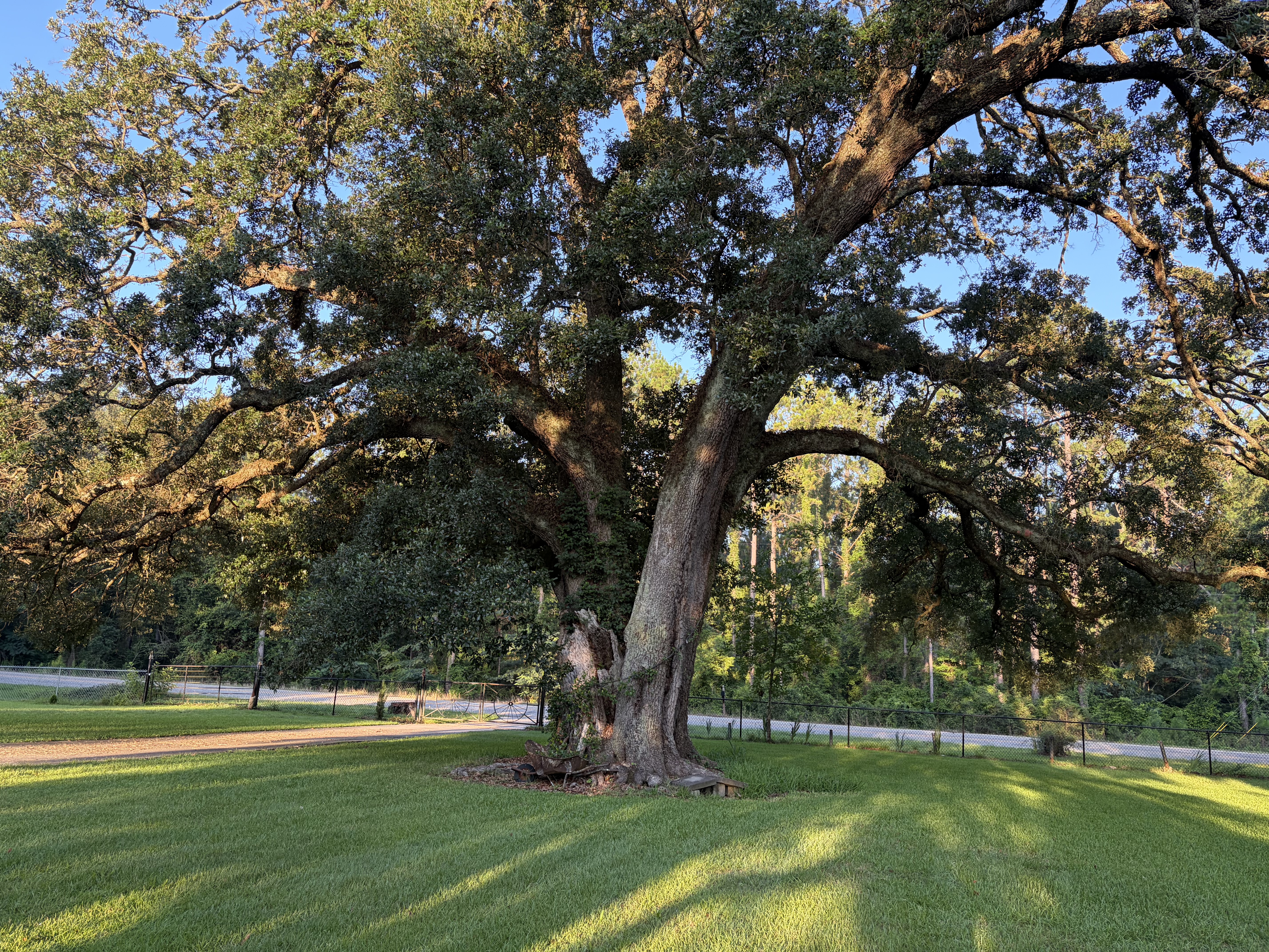 Large heritage tree and open lawn photo backdrop