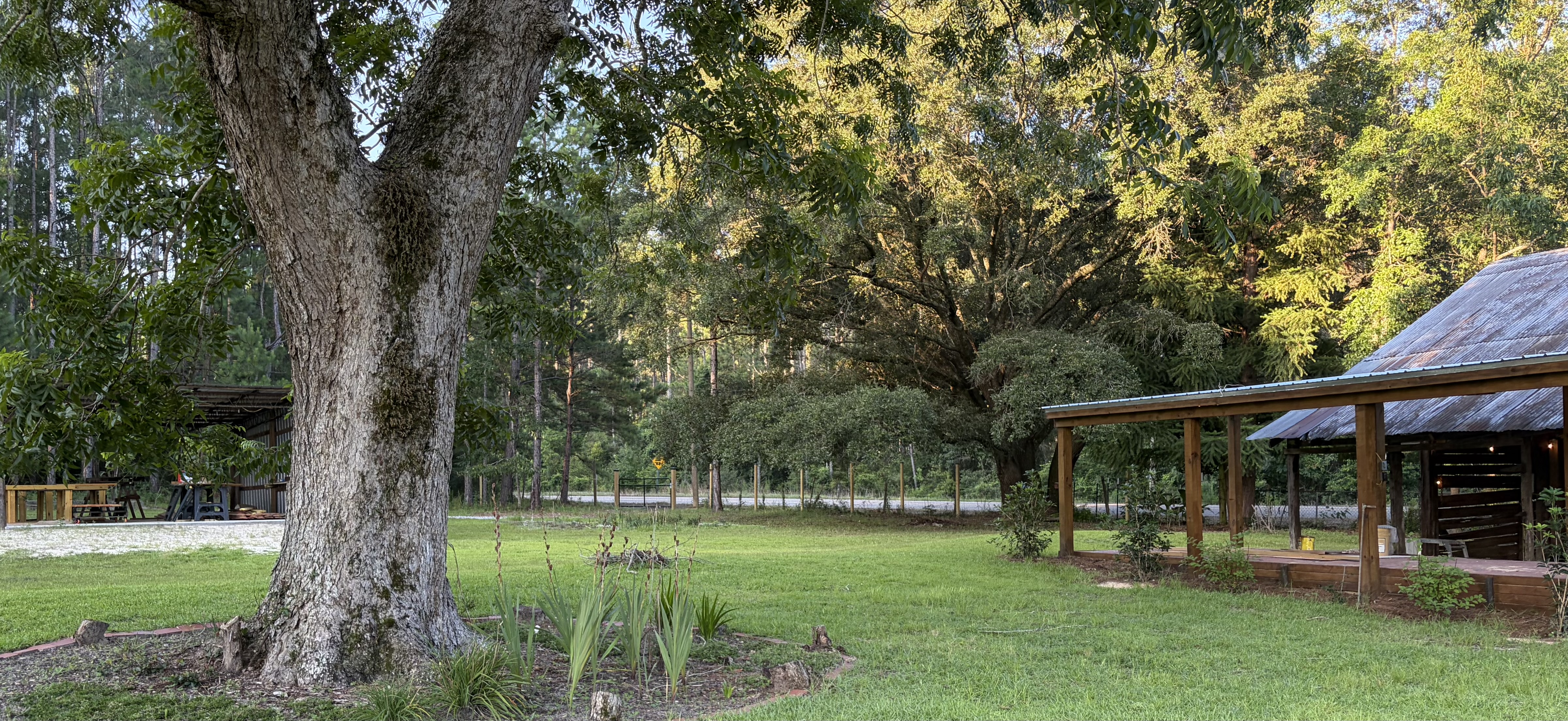 Large tree, pergola and outdoor venue grounds