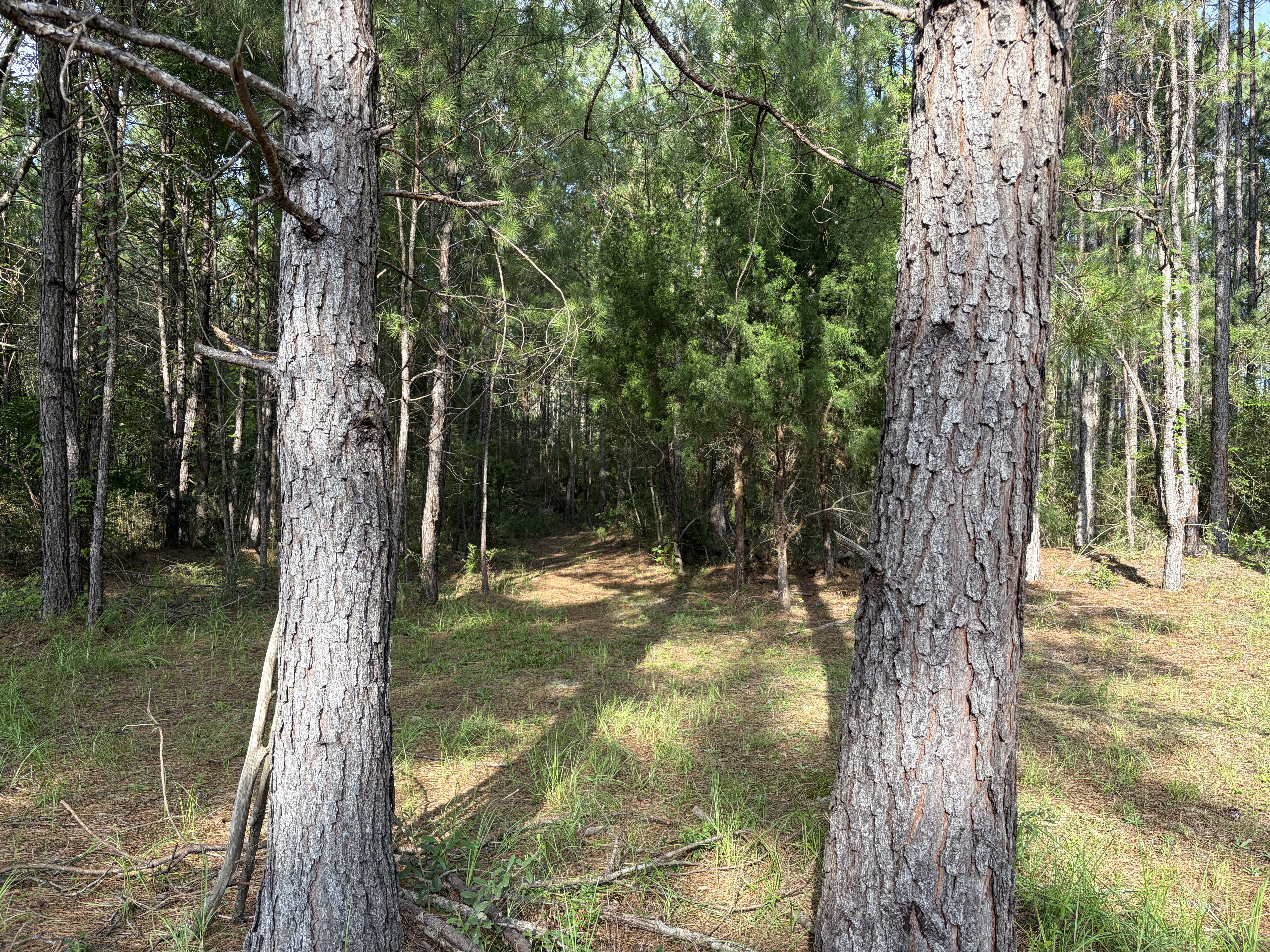 Private nature trail and forest bathing setting at Rustic JaxFarm
